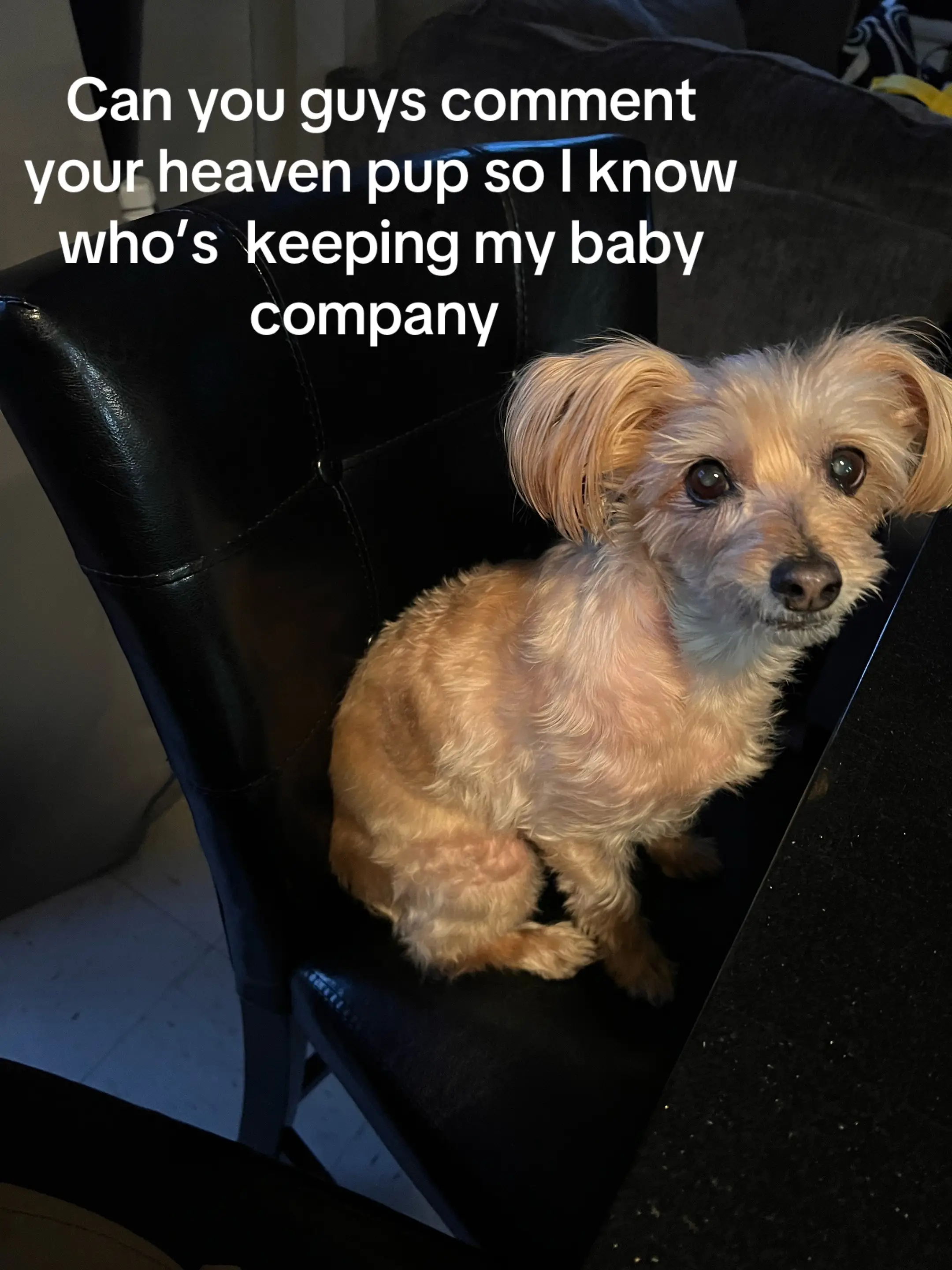 It’ll give me so much peace of mind #petgrief 