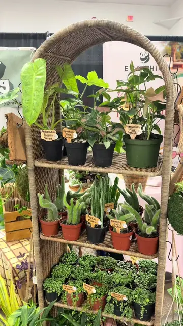A lot of plants found a new home this past weekend, but these 4" plants didn't s