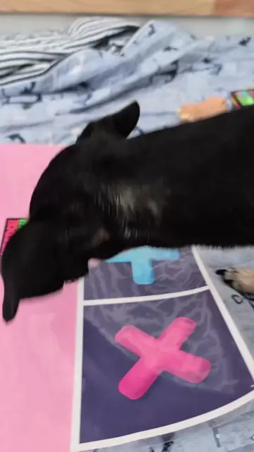 Squishy trading with Apollo part 2!  #fidgets #fidgettrading #fyp #squishyking #