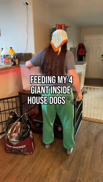 Feeding my 4 giant inside dogs🐾 #dogfeeding #dogfoodrecipe #dogfood #dogmomlife
