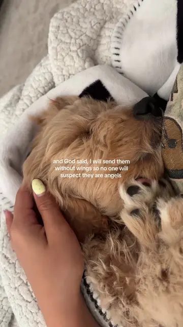 God knew I needed you #puppy #dogs #goldendoodle #jesus #god 