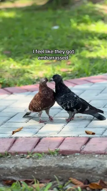 They made a little ❤️ with their necks #pigeons #andtheywereboys