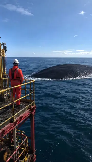 Part 4 The cryptic Creature invasion of the sea