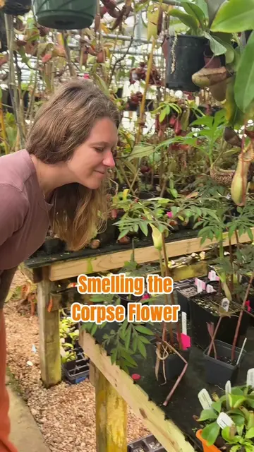 We’ve got another one in bloom! It’s musty back there! #corpseflower #anorphopha