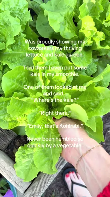 #gardeningtiktokcontest  Still proud of my lettuce 😅