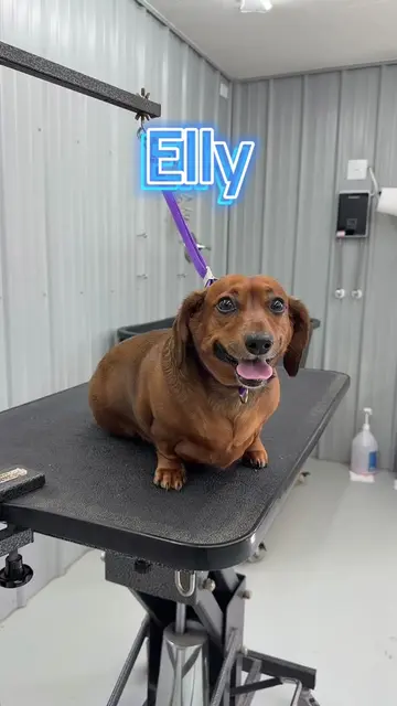 The cutest girl ever!! 🥹🐾 #weinerdog #doggrooming #doggroomerlife #deshedding 