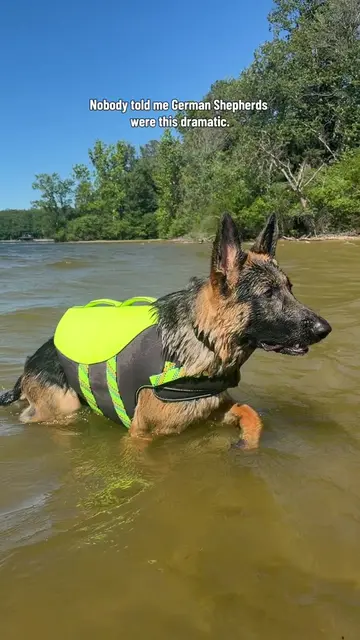 German Shepherds don’t throw tantrums, they become the tantrum. #germanshepherd 
