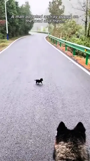 Rescue a stray puppy . #fyp 