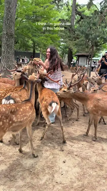 WHY ARE THEY SO AGGRESSIVE ?! #japan #nara #naradeerpark #deer #narapark 