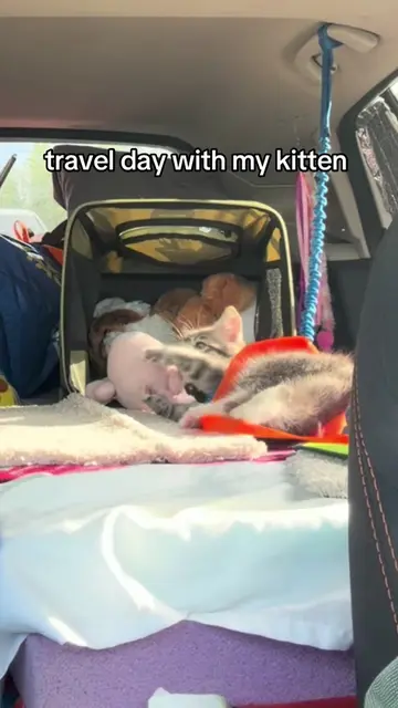 i know these are y’all’s favorite videos so here’s a part 4!  #adventurecat #cat