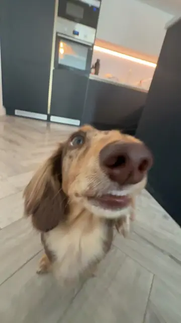 Pt 3. #popipo #drool #miniaturedachshund #fyp 