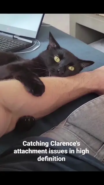 We added our cats to our fantasy-themed fitness app because we wanted to share t