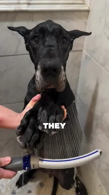 Cane Corso grooming🐶 #grooming #groomer #professionalgroomer #doggrooming #cane