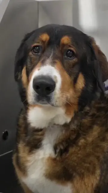 If you think your dog sheds a lot... meet this Bernese Mountain Dog × Shepherd m