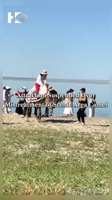An overworked and injured camel was seen being used for tourist rides at a sceni