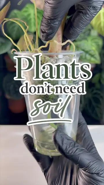 What is semi hydro? Contrary to popular belief, plants don’t actually need soil 