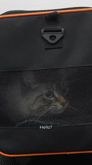 His cute little mustard nose 🥹 #fyp #cat #catsoftiktok #funnycat 
