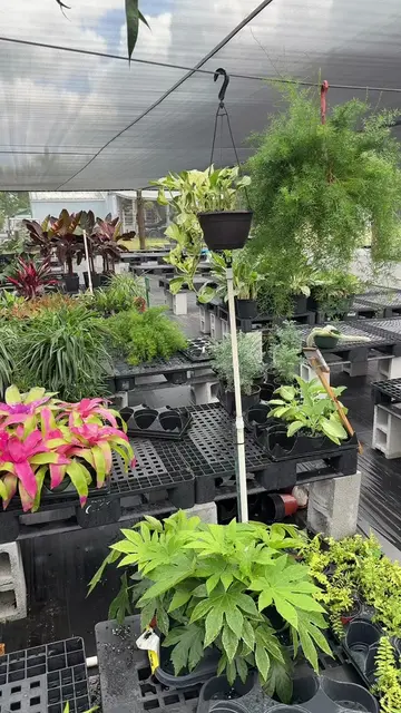 Come join us! We will have alot of plants!!! 7pm est !!  #PlantTok #Houseplants 