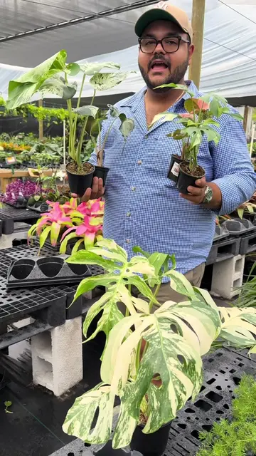 🚨🚨 live tonight 7pm est! 🚨🚨 Have you heard about Runo Plants? Well if you ha