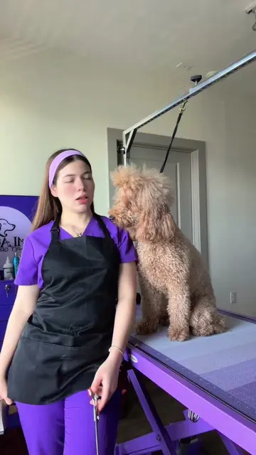 💓🩷💞🎀🌸💗🎀🩷💓💞💗🌸  #goldendoodle #parati #peinados #doggroomer #dog 