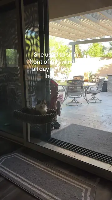 Mind u she lives here rent free #catsoftiktok #tiktokshop