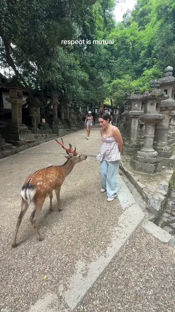 the only place in the world where the deer bow #deer #nara #narapark #japan #nar