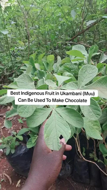 Vitex payos, known as Muu among the Kamba, is one of the finest indigenous fruit