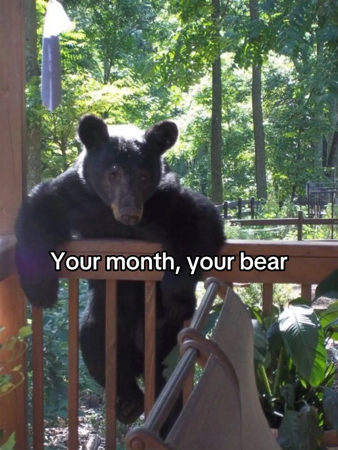 #yourmonthyourthing #bears #bear #fypシ 