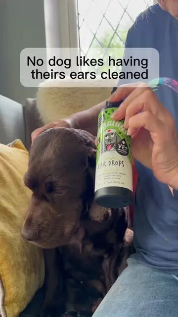 #ad  Bugalugs Ear Cleaner. Safe and gentle, recommended by vets.  If a numpty li