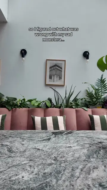 So I figured out what was wrong with my sad monstera… I’d been keeping an eye on