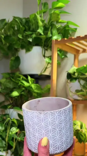 I wish someone had explained this to me when I got my first houseplant 😅🪴 Not 