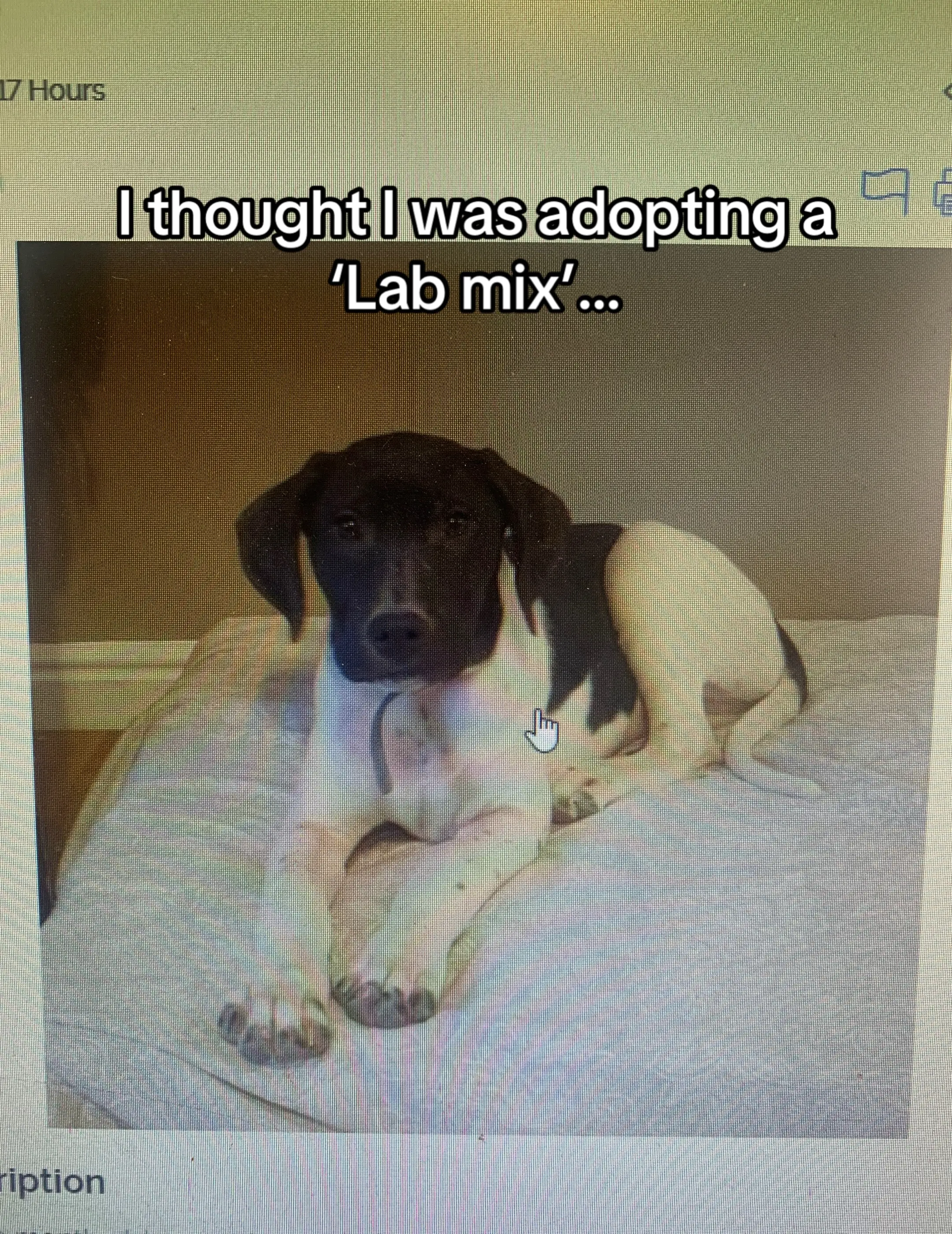 I may have thought I was bringing home a lab mix, but I ended up with exactly th