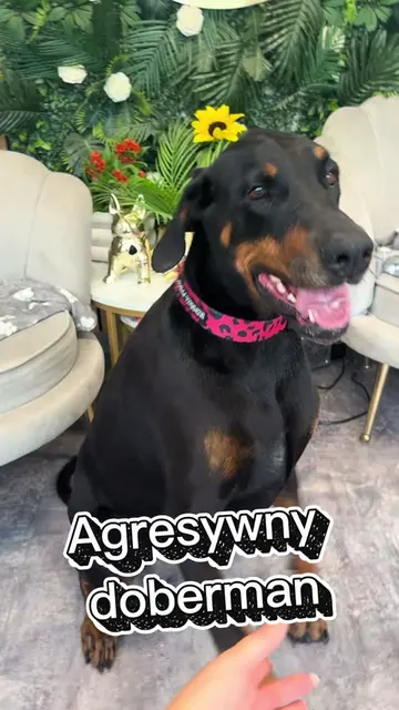 Chyba dawno nie było dobermana😁 #doberman #doggroomer #groomingtips 