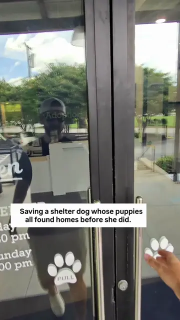 Meet Mama Moo, a sweet girl who was dumped at the shelter with a litter of puppi