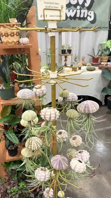 People always ask me, "what do I do with air plants?" So I try to come up with u