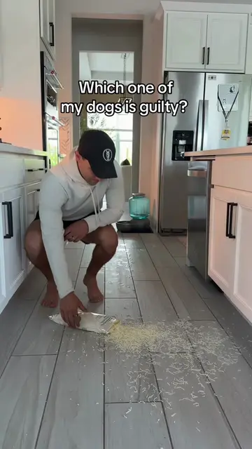 Who do you think it was? (Level impossible)  #dogsoftiktok #dogs #husky #goldenr