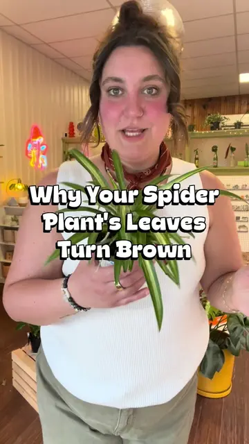 Let’s yap about spider plants and why their tips of the leaves turn brown! #Plan