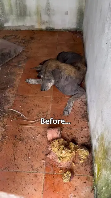 remember him?  just an update for a beautiful happy ending 🐕 #dogstory #doglove