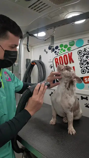 La q mejor se porta ❤️😍  #frenchie #grooming #viral 