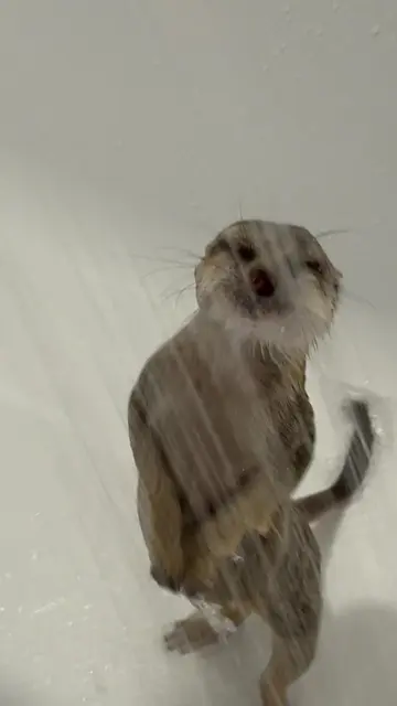 Swimming after a walk 👌 Купаюсь после прогулки 👌 #сурикат #meerkat #suricata #
