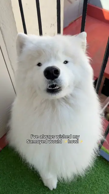 It took us 7 years to realize what would make our Samoyed howl 😆 #howl #samoyed