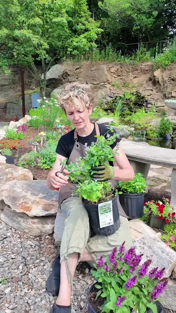 Sometimes your plants need a haircut too!✂️🌿 Trimming away old growth can help 