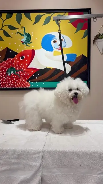 Because who wouldn’t want a pink bichon!! @Samantha Blanco #bichon #dogs #doggro