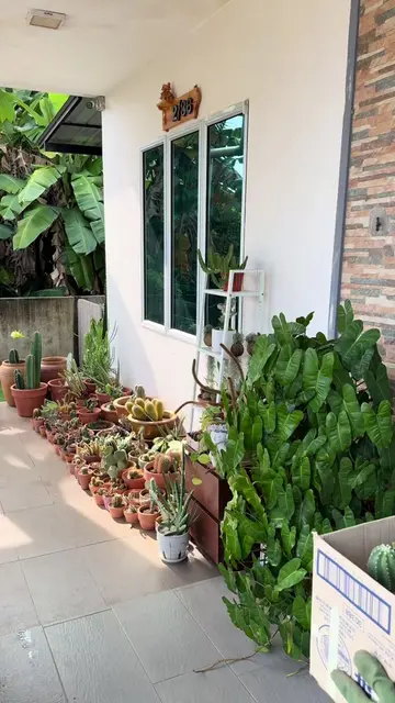Tau2 sampai je kan🤭 jom tengok, ni separuh dari koleksi cactus, separuh lagi dh