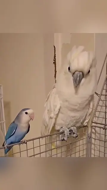 Having two parrots mean double the drama  🦜 🤣#parrot #funny#bird#parrotsoftikt