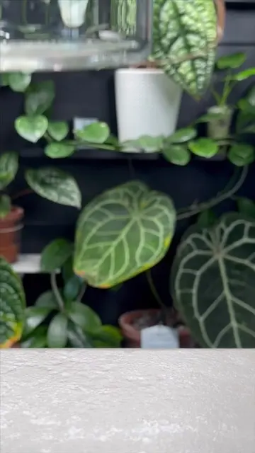 One mistake I see a lot is people putting tiny plants into huge pots. It sounds 