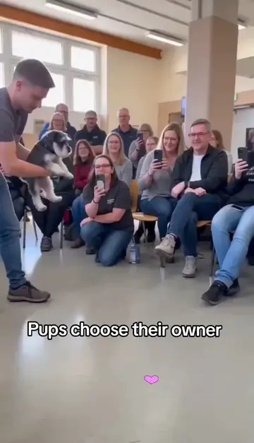 Pups choose their owner 🐾😭#dogsoftiktok #reunion #doglover #pets 