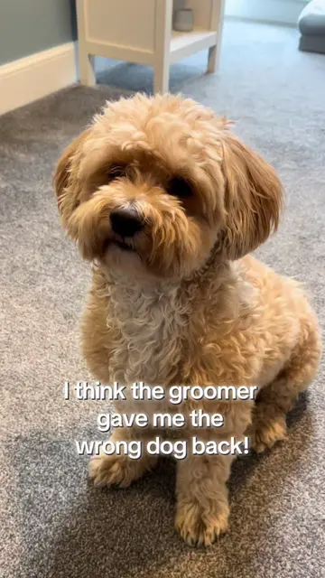 I think the groomer gave me the wrong dog back! #doggroom #wrongdog #dogtransfor