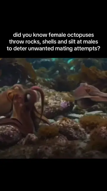 female octopuses throw things at male harassers because they don’t want no scrub