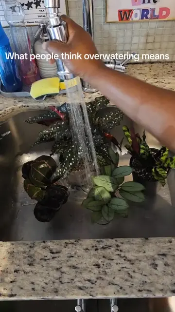 Overwatering ≠ drowning your plants once a week (or as needed due to lighting) O